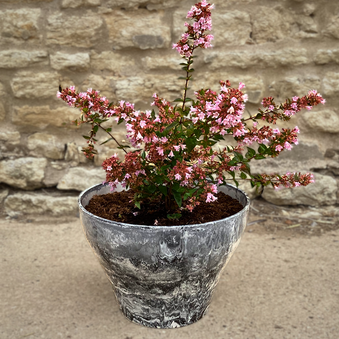 Abelia Raspberry Profusion (4.5 Litre) with FREE Marble Planter