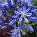 Agapanthus Blue Ribband - Plants2Gardens