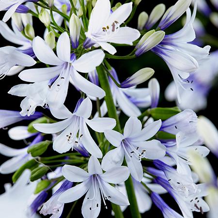 Agapanthus Twister in flower