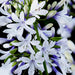 Agapanthus Twister in flower