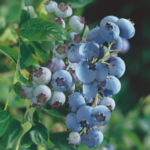 Blueberry Bluecrop - Plants2Gardens