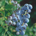 Blueberry Bluecrop - Plants2Gardens