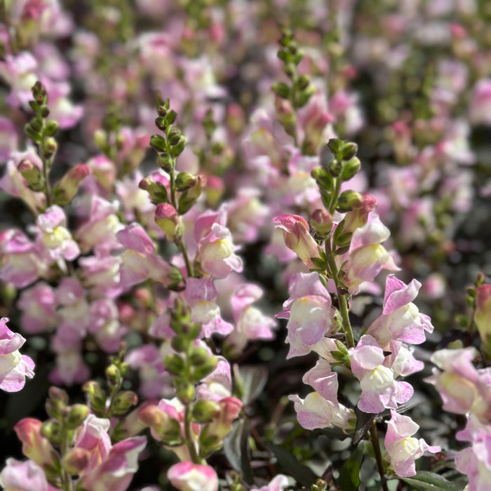 Antirrhinum Snap in Black Collection (6 x 6cm) Dispatches 26 May 2025