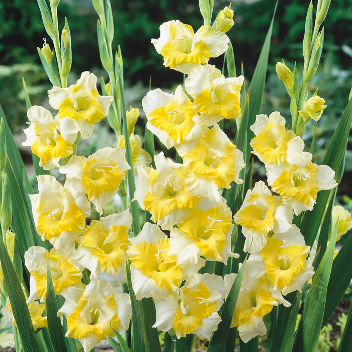 Gladioli Collection (30 x 12/14 Bulbs) Dispatches from 10th March 2025