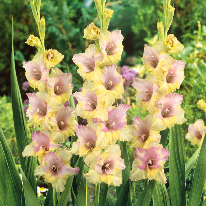 Gladioli Collection (30 x 12/14 Bulbs)