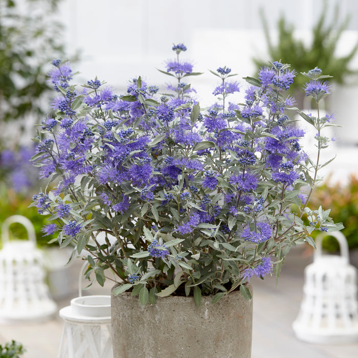 Caryopteris Sterling Silver 4.5 Ltr - Plants2Gardens