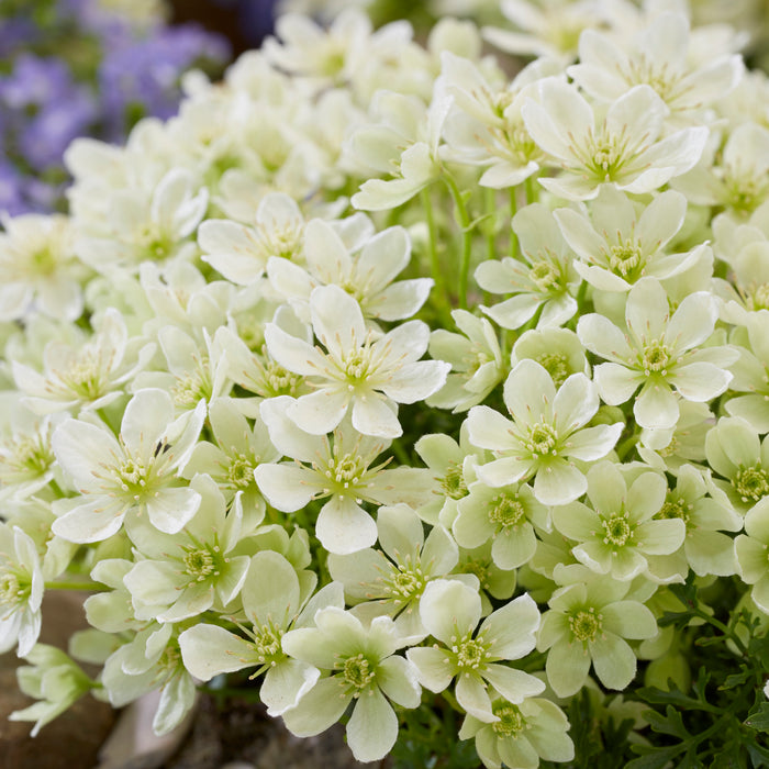 Clematis Emerald Dream (3 Litre)