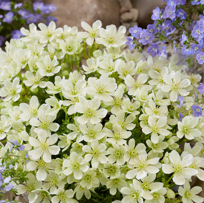 Clematis Emerald Dream (3 Litre)