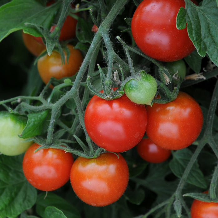 Patio Veg 5 Plant Pack (5 x 9cm) Dispatches from 16th June 2025