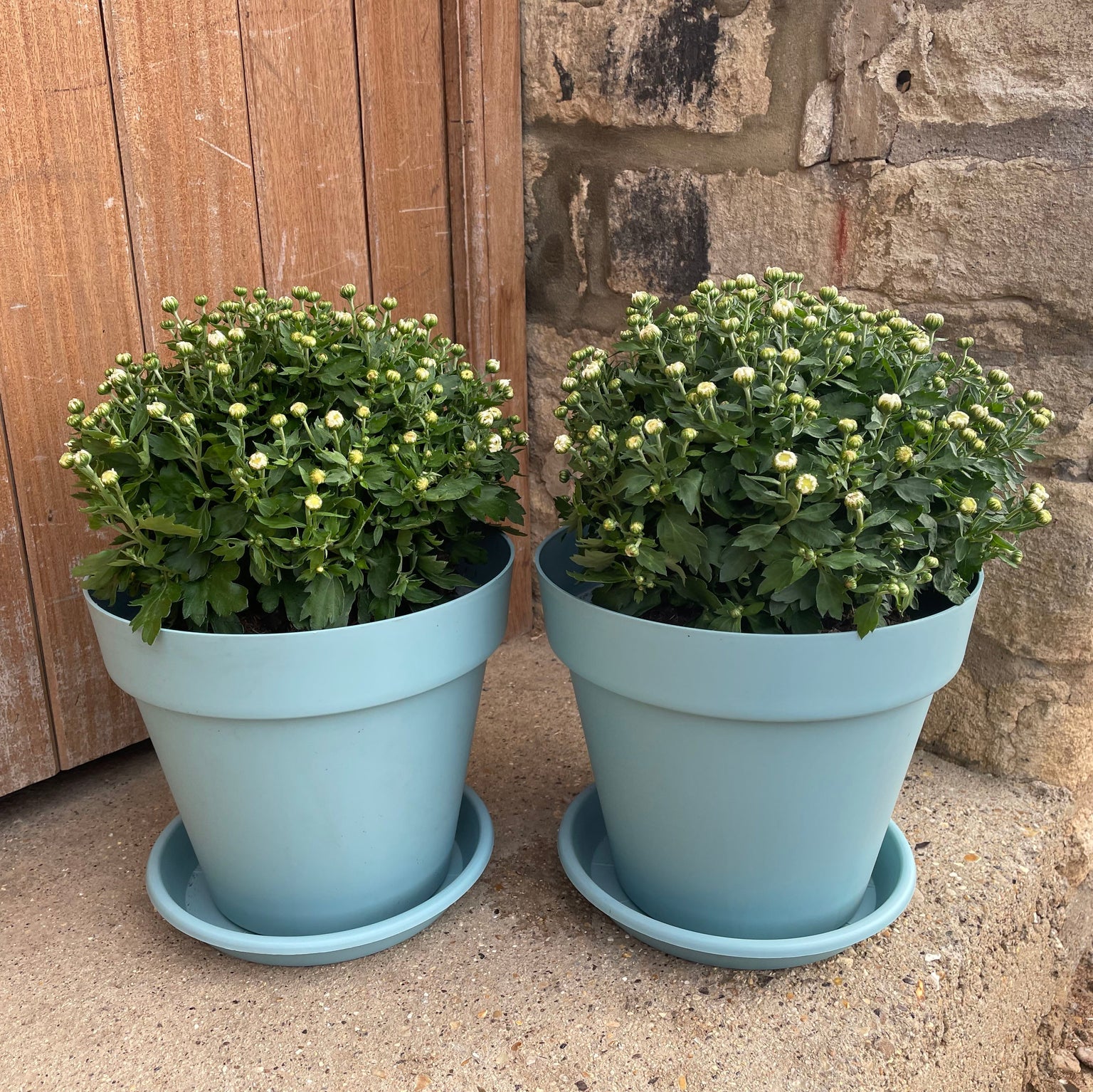 Buy Garden Plants Online Order Today! Plants2Gardens