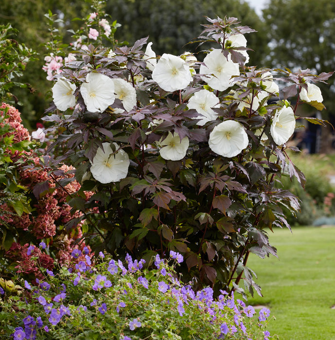 Hibiscus Carousel Ghost (3 Litre)