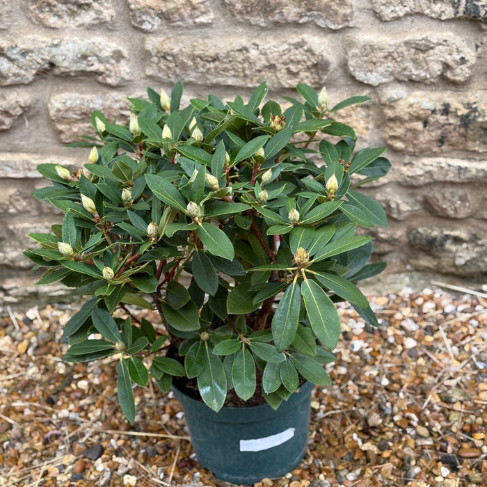 Rhododendron Dreamland (10 Litre)