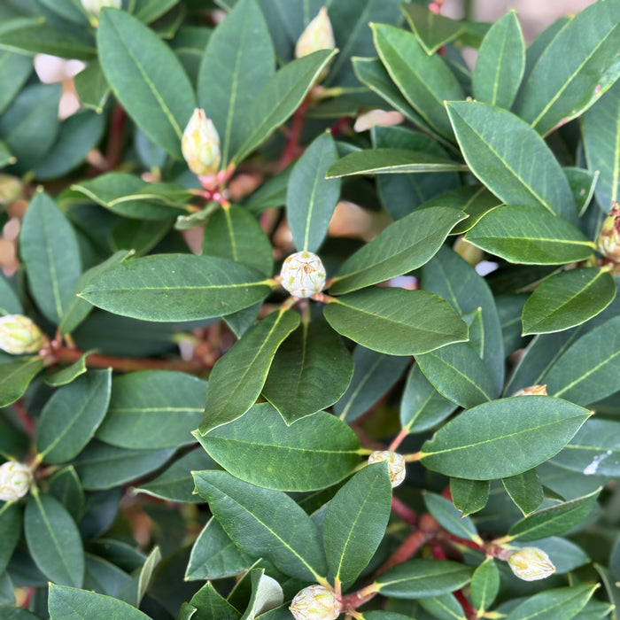 Rhododendron Dreamland (10 Litre)