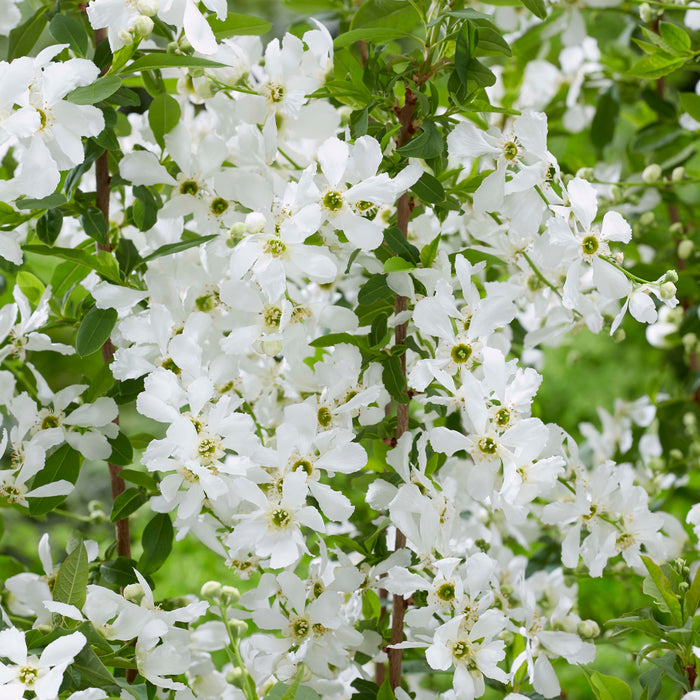 Exochorda Blushing Pearl 4Ltr - Dispatches from 15th January