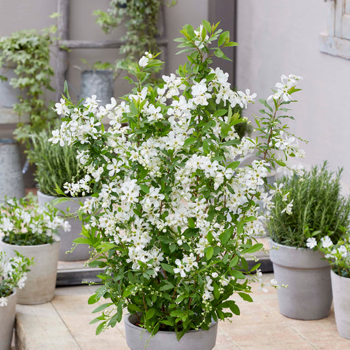 Exochorda Blushing Pearl 4Ltr - Dispatches from 15th January - Plants2Gardens