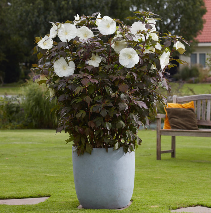 Hibiscus Carousel Ghost (3 Litre)