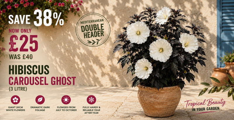 Hibiscus Carousel Ghost 3 litre offer - save 38%, now £25 was £40