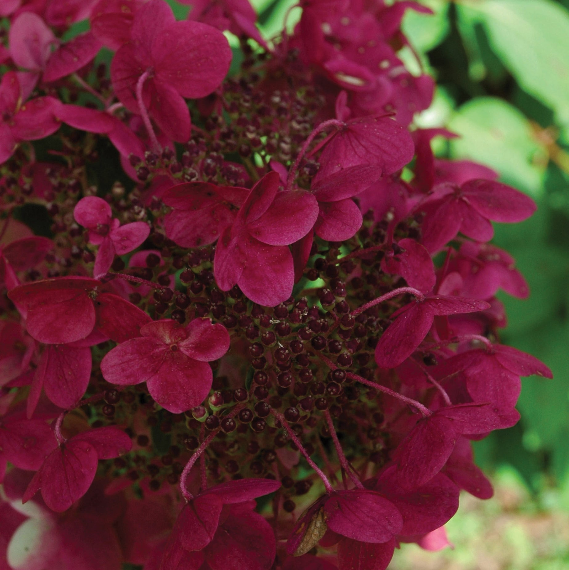 Hydrangea Paniculata Wims Red 3 Litre Plants2Gardens hydrangea-paniculata-wims-red-3-litre-plants2gardens