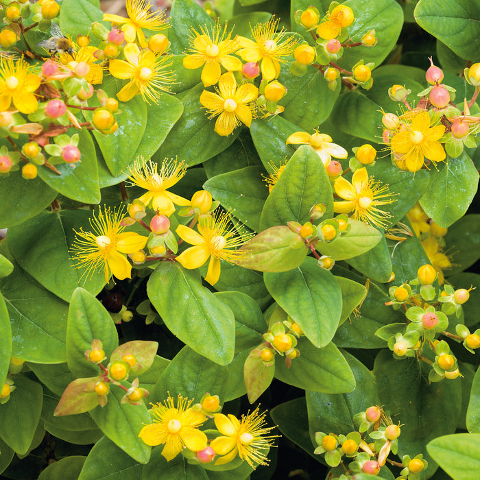 Hypericum Magical Beauty with Barnwell Planter - Plants2Gardens