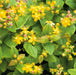 Hypericum Magical Beauty with Barnwell Planter - Plants2Gardens