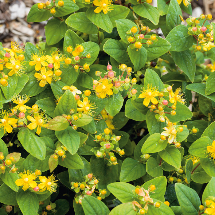 Hypericum Magical Beauty with Barnwell Planter - Plants2Gardens