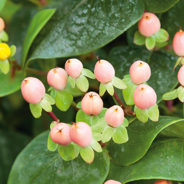 Hypericum Magical Beauty with Barnwell Planter - Plants2Gardens