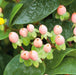 Hypericum Magical Beauty with Barnwell Planter - Plants2Gardens