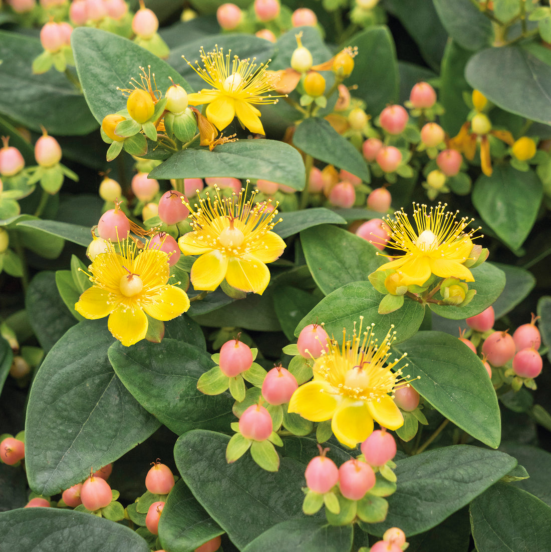 Hypericum Magical Beauty with Barnwell Planter