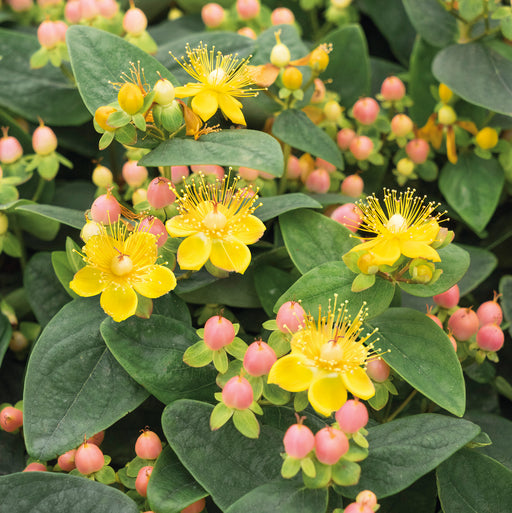 Hypericum Magical Beauty with Barnwell Planter - Plants2Gardens