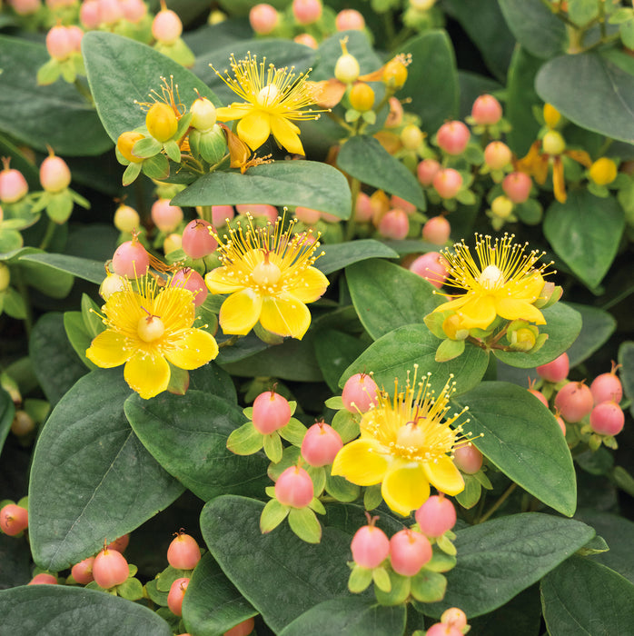 Hypericum Magical Beauty with Barnwell Planter - Plants2Gardens