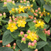 Hypericum Magical Beauty with Barnwell Planter - Plants2Gardens