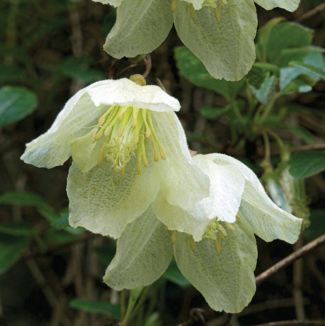 Clematis Jingle Bells