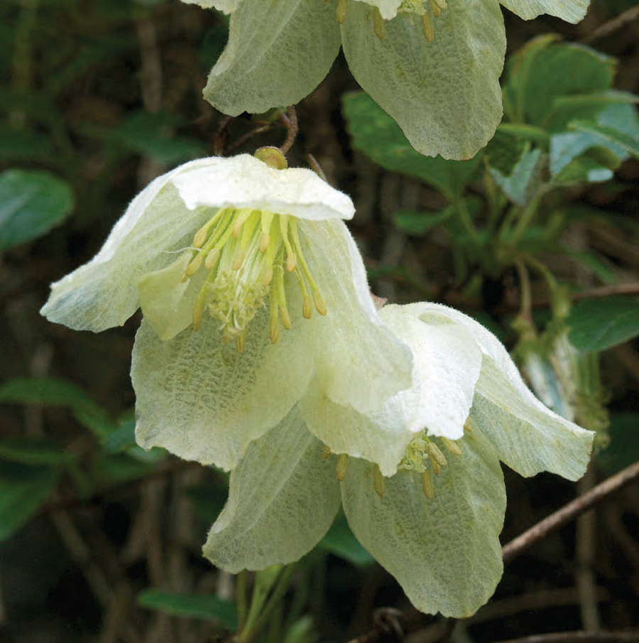 Clematis Jingle Bells