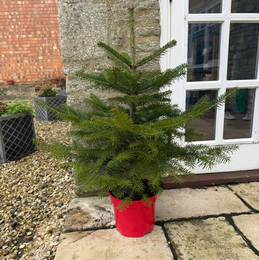 Nordmann Christmas Tree Pot Grown 5 Litre - Plants2Gardens