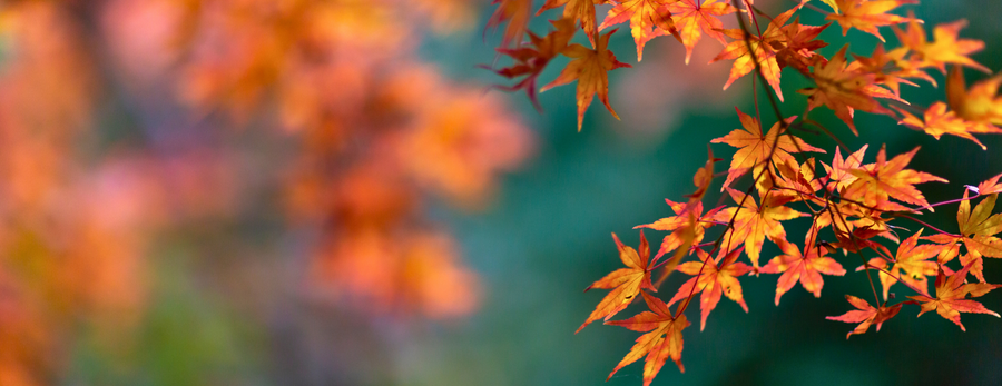 Autumn garden with turning leaves