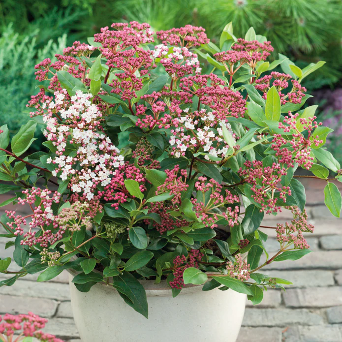 Viburnum tinus in winter flower