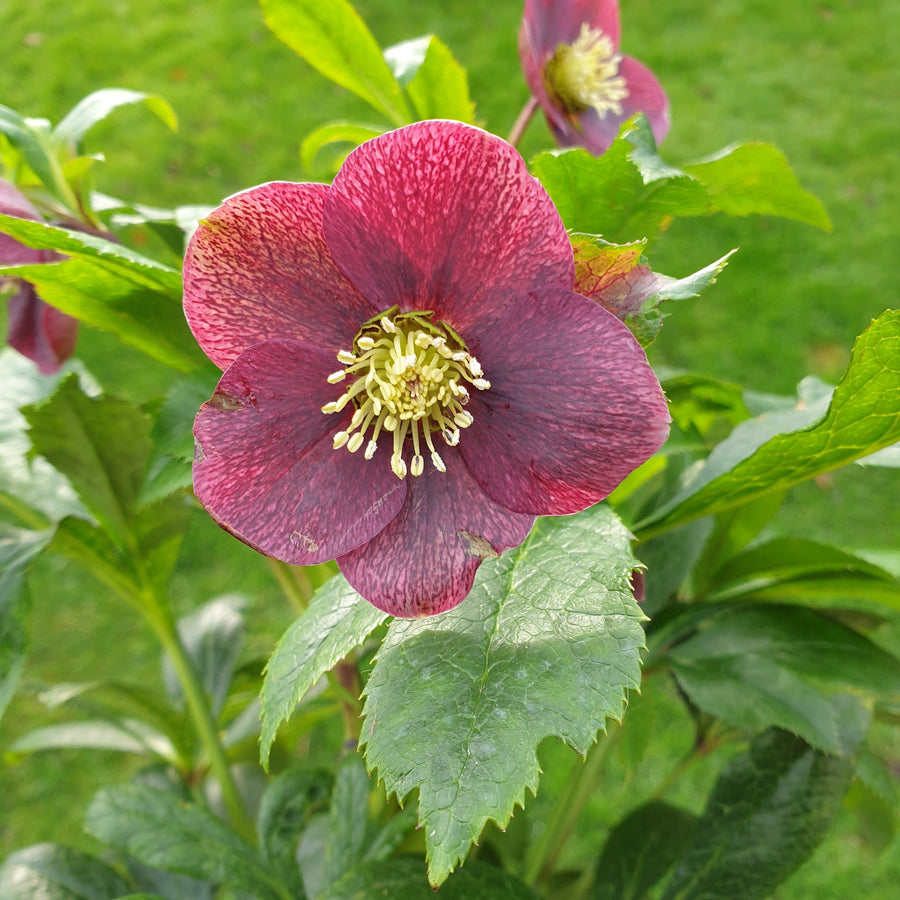 Hellebore ViV Victoria in flower