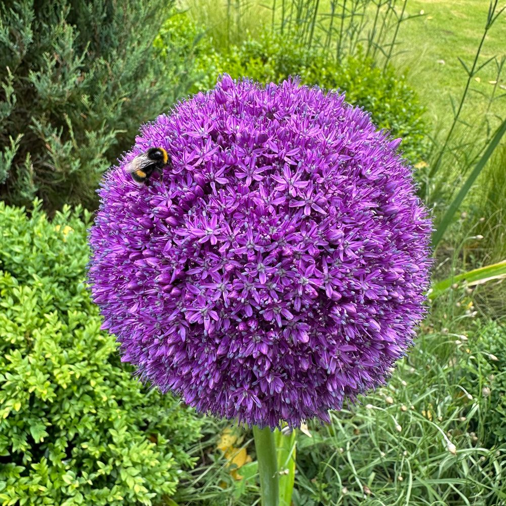 Allium flower head with a bumblebee