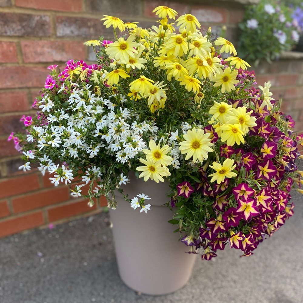 Planted-up pot of summer bedding