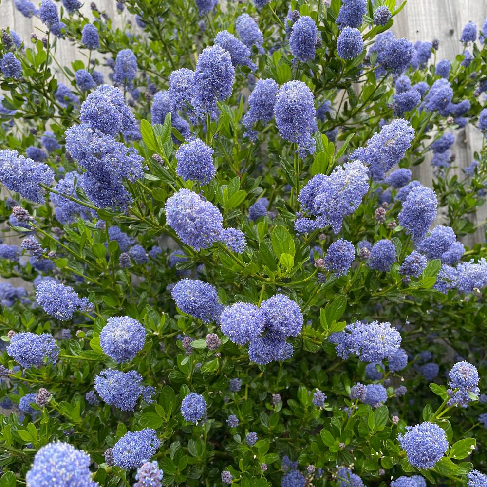 Ceanothus in full blue flower
