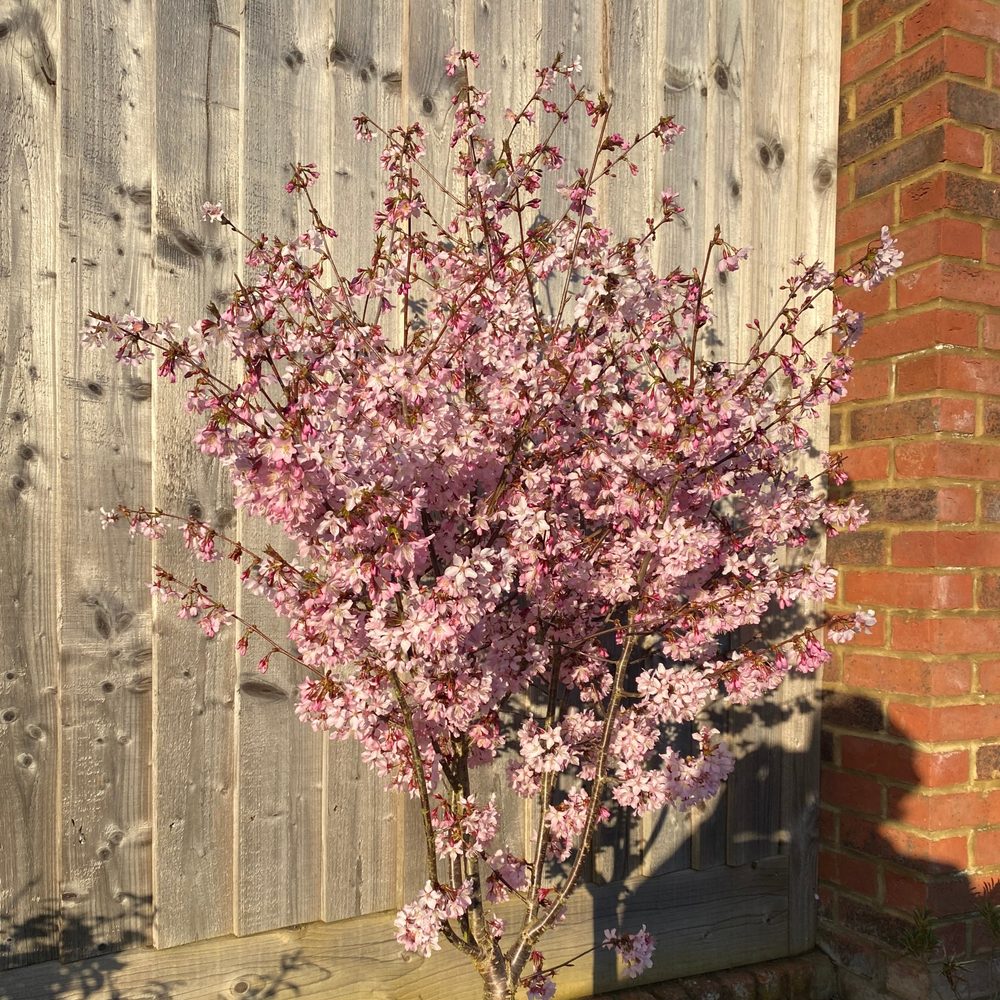 Small cherry tree in pink blossom