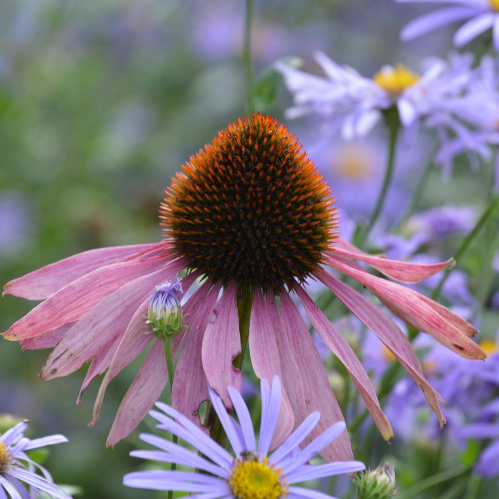 Echinacea flower among blue asters