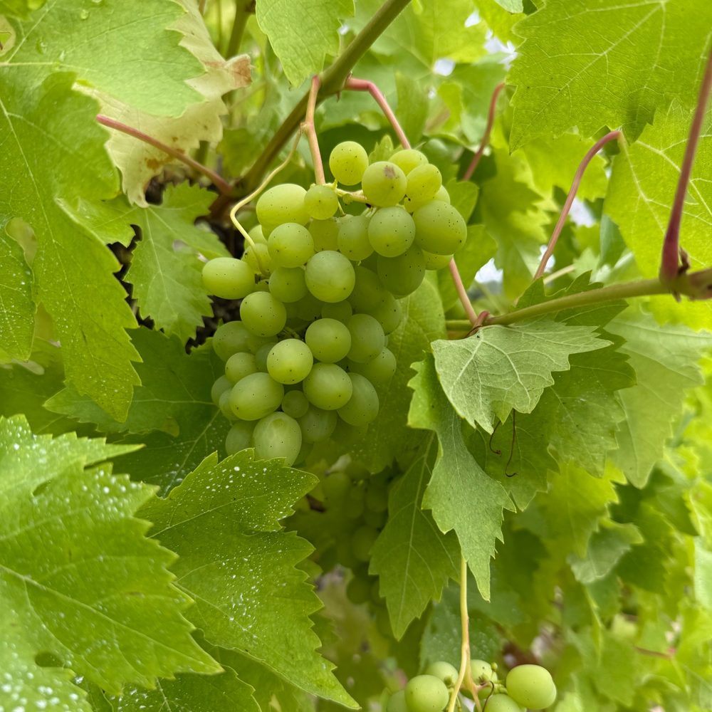 Green grapes ripening on the vine