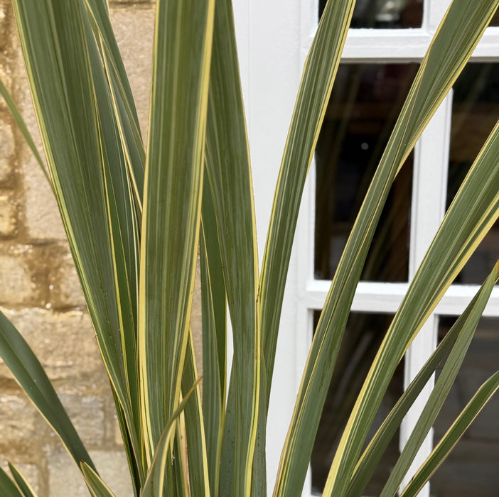 Phormium Tenax Variegata (7.5 Litre)