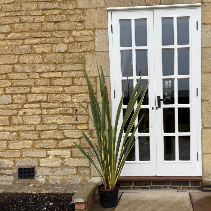 Phormium Tenax Variegata (7.5 Litre)