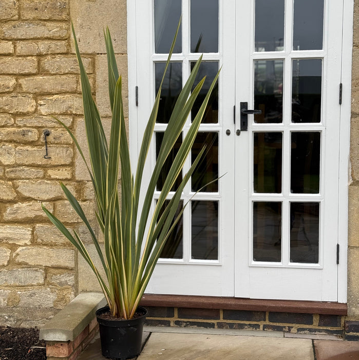 Phormium Tenax Variegata (7.5 Litre)