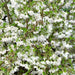 Prunus Incisa Kojo No Mai - The Fuji Cherry - Plants2Gardens