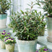 Sarcoccoca Purple Gem 4.5ltr - Dispatches from 15th January - Plants2Gardens