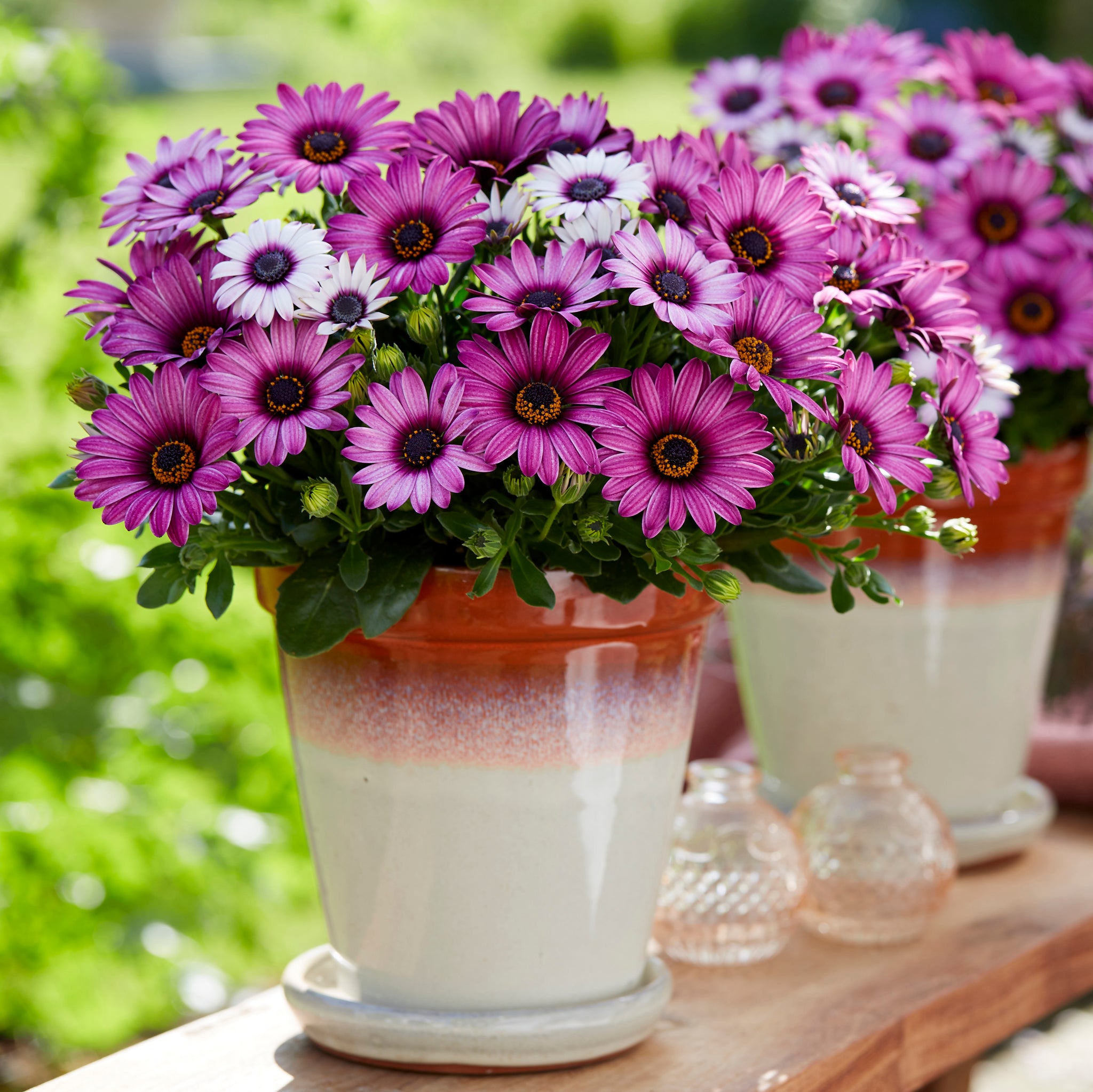 Buy Bedding Plants Online from Plants2Gardens