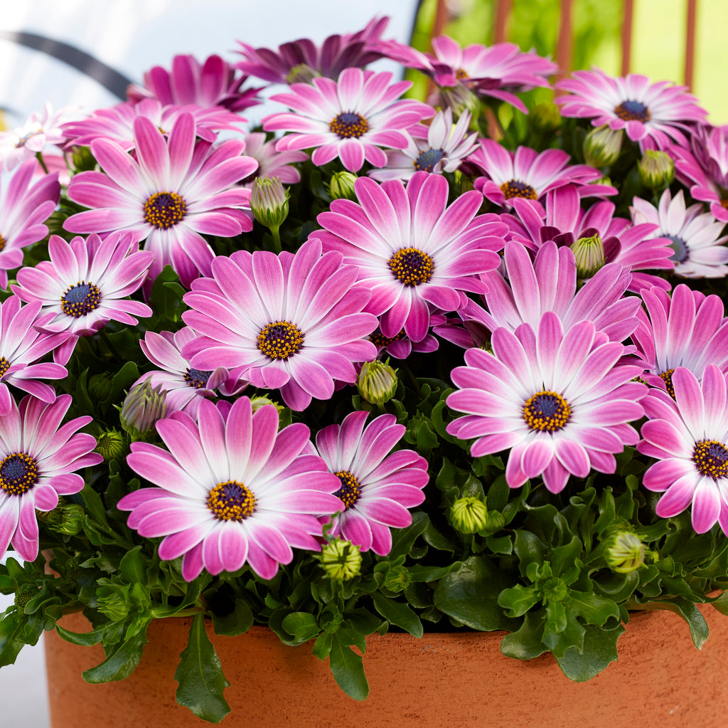 Buy Bedding Plants Online from Plants2Gardens